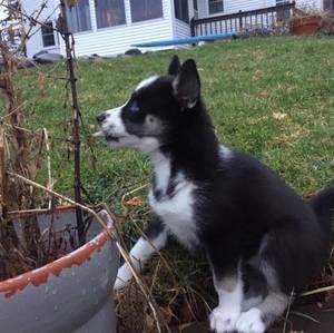 Meet your Posher, Thomas